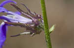 Southern lobelia